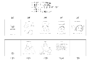 μ þ ̹ 7957